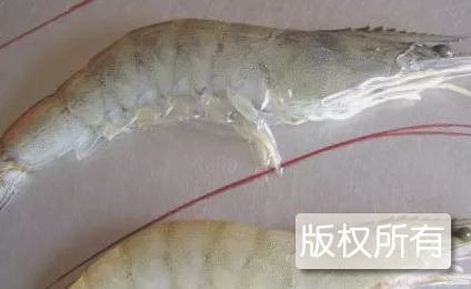 脊尾白虾
