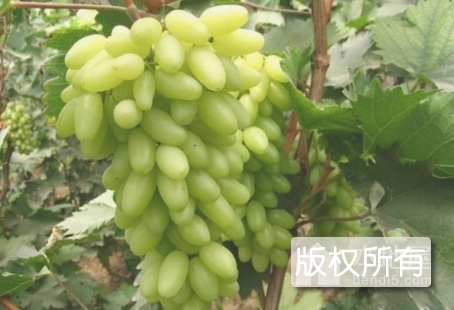 永乐葡萄
