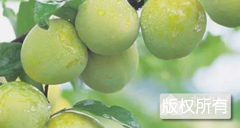 苍溪脆李