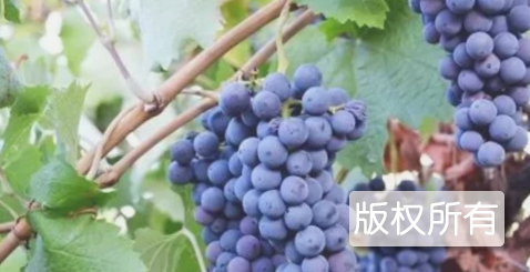 大唐葡萄