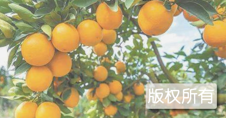 平远脐橙