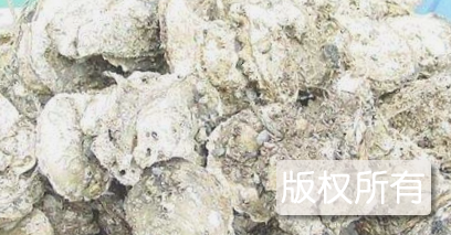 鲍汁扣横琴蚝