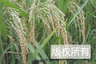 邵东香稻米