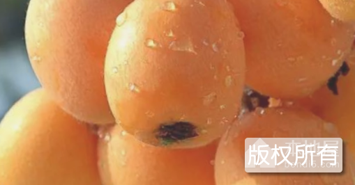 莆田枇杷