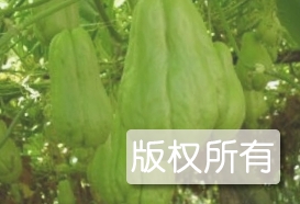 忻城佛手瓜