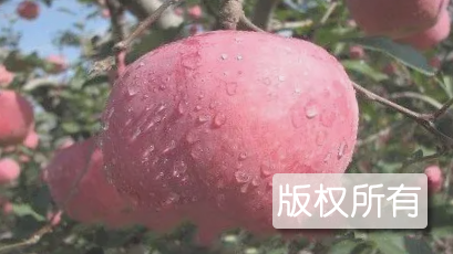 东马屯苹果