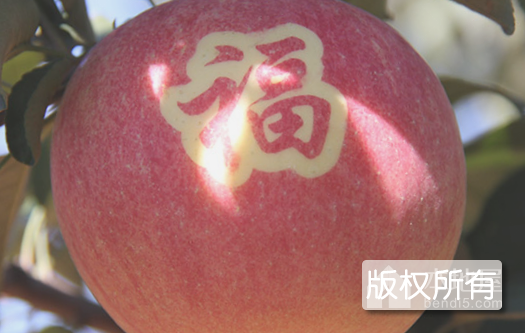 锦州苹果