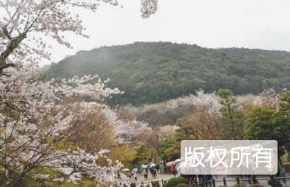 樱花节