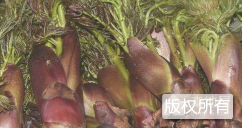 融安“小洲头菜”