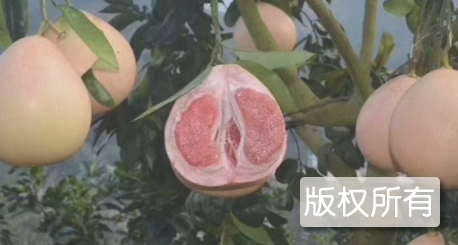 大通蜜柚