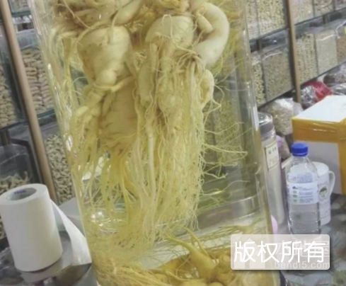 长白山鲜参酒