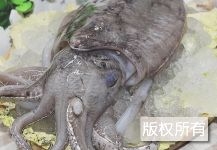 北海墨鱼