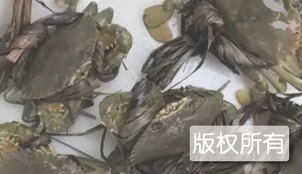 雅韶尖山蟹