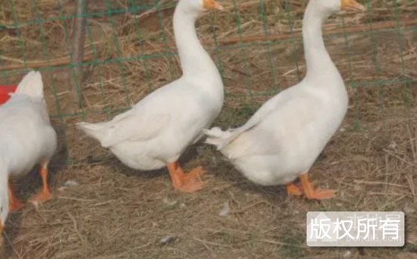 金湖白鹅