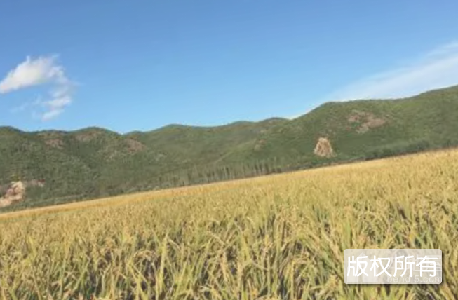 巴兰河大米