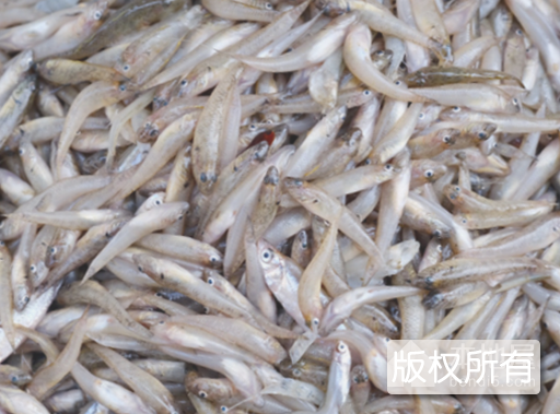 沱湖千头鱼