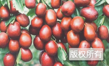 赞皇大枣