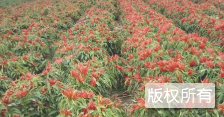 铁门朝天椒