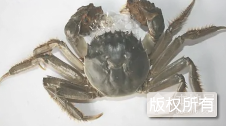 沱湖螃蟹