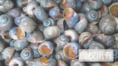 风味南美螺