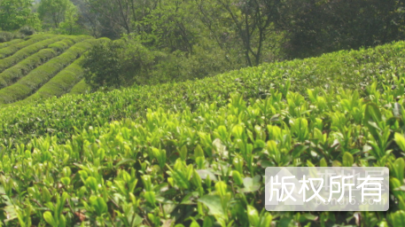 莫干山名茶