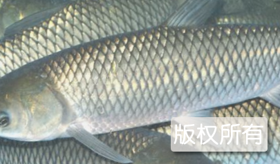 珊珀湖草鱼