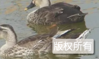 枞阳野鸭