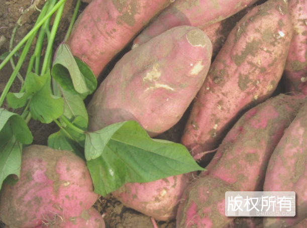 康平甘薯