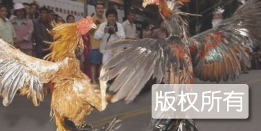 鄄城斗鸡