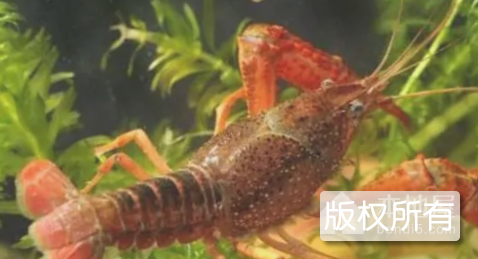 合肥龙虾