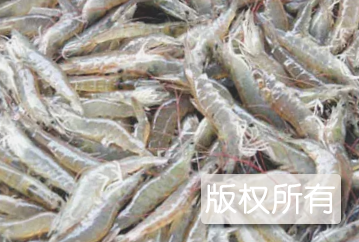 萧山白对虾