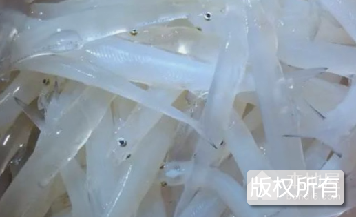 淮阴银鱼