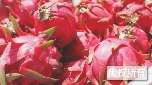 金东火龙果