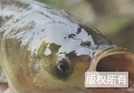 那林鱼
