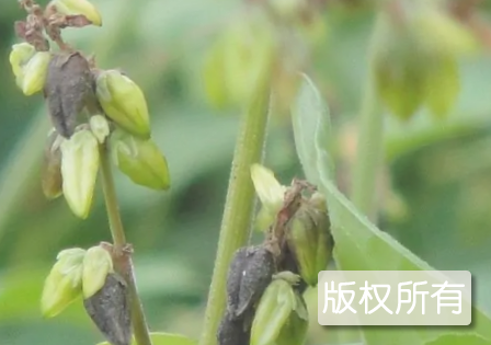 彭水苦荞