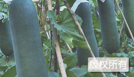 小湘黑皮冬瓜