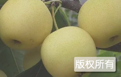 淮南黄晶梨