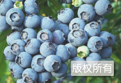 安图蓝莓