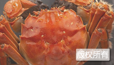 团湖蟹