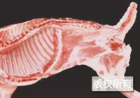 柏籽羊