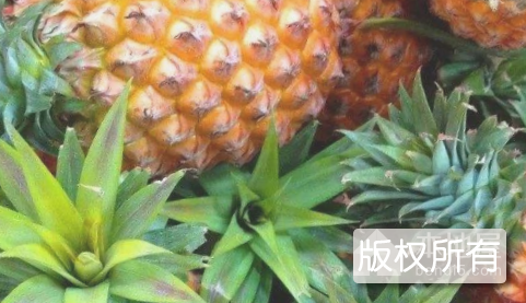 上护菠萝