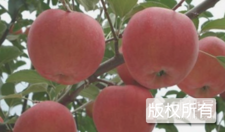 宁冠苹果
