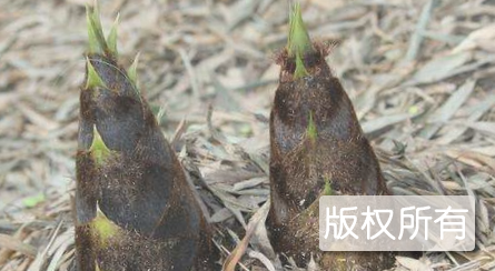 蓝山竹笋