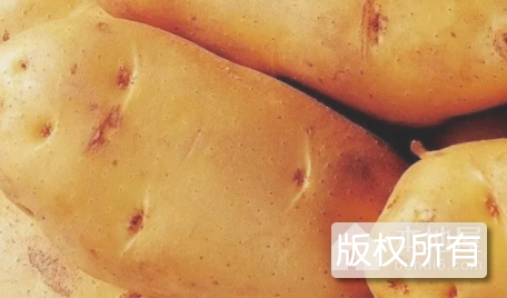 恩平马铃薯