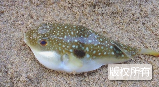 东方红鳍豚鱼