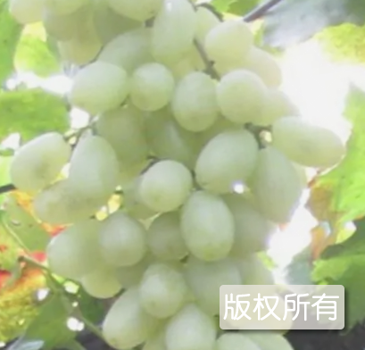 宣化白葡萄