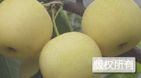 新世纪梨