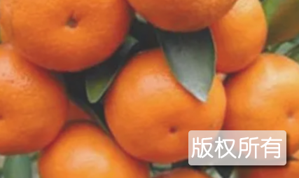 “白洋”牌柑桔