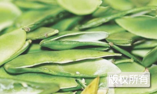 启东洋扁豆