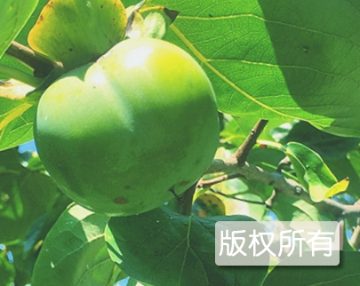 交城青柿